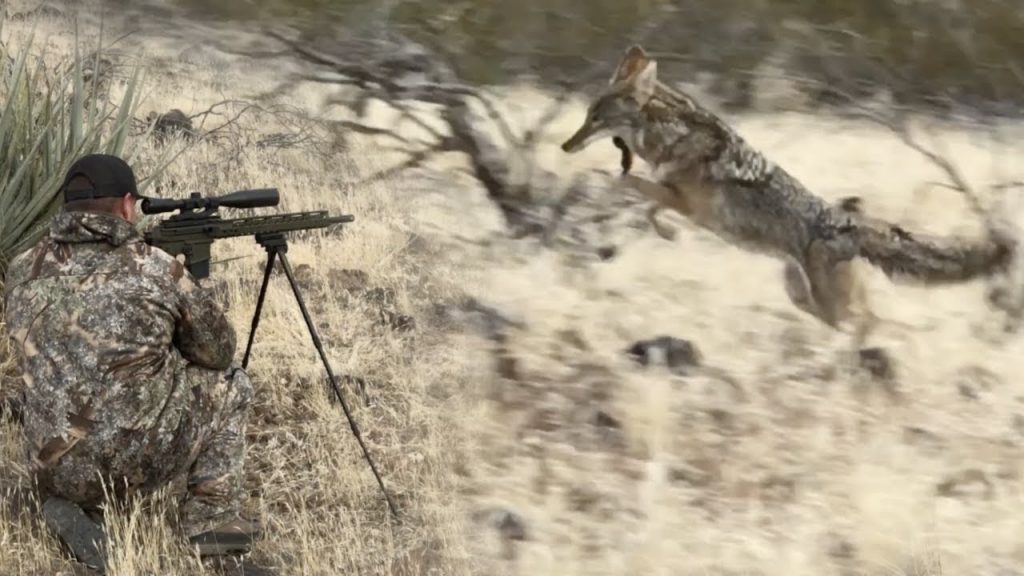 Beginner Tips for Coyote Hunting My Hunting Lands